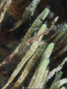 ornate ghost pipefish hiding among coral stocks by J. Daniel Horovatin 